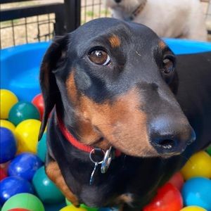 Meet your Posher, Emma